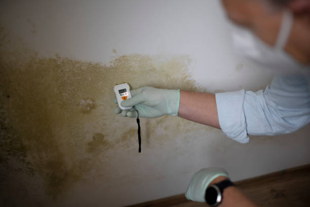 Mold Testing and Removal in New Hope, MN