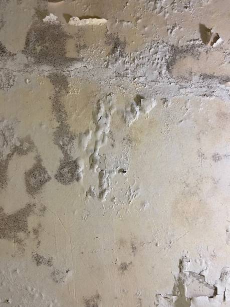 Best Mold Testing  in New Hope, MN