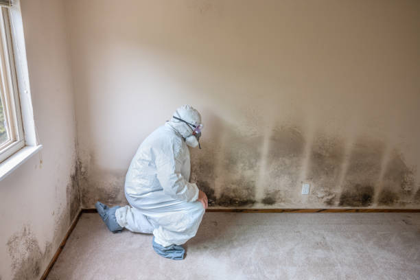 Best Toxic Mold Removal  in New Hope, MN