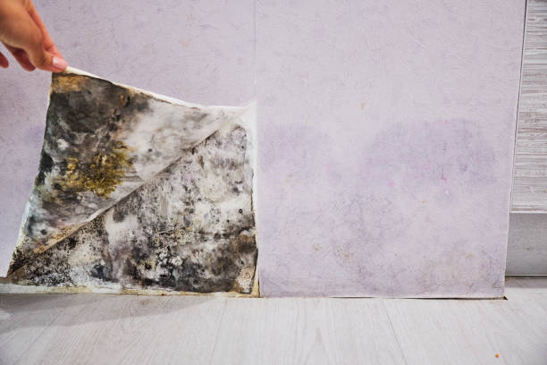 New Hope, MN Mold Removal Company